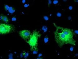 PDIA4 Monoclonal Antibody (OTI2E11), TrueMAB , OriGene 100 &mu;L; Unconjugated:Antibodies,
