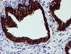 PDIA4 Monoclonal Antibody (OTI2C11), TrueMAB , OriGene 100 &mu;L; Unconjugated:Antibodies,