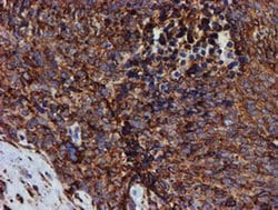 PDIA4 Monoclonal Antibody (OTI2C11), TrueMAB , OriGene 100 &mu;L; Unconjugated:Antibodies,