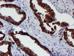 PDIA4 Monoclonal Antibody (OTI2C11), TrueMAB , OriGene 100 &mu;L; Unconjugated:Antibodies,