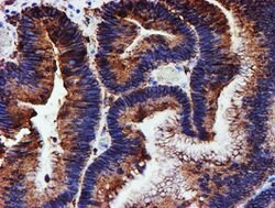 PDIA4 Mouse anti-Canine, Human, Clone: OTI2C11, lyophilized, TrueMAB 100