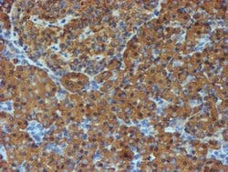 PDIA4 Mouse anti-Canine, Human, Rat, Clone: OTI2B9, liquid, TrueMAB 100