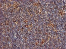 PDIA4 Mouse anti-Canine, Human, Rat, Clone: OTI2B9, liquid, TrueMAB 100