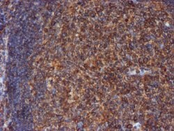 PDIA4 Mouse anti-Canine, Human, Rat, Clone: OTI2B9, liquid, TrueMAB 100