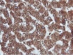 PDIA4 Mouse anti-Canine, Human, Rat, Clone: OTI2B9, liquid, TrueMAB 100