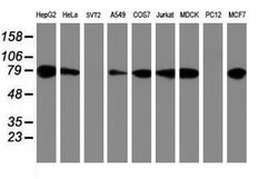 PDIA4 Mouse anti-Canine, Human, Clone: OTI2C11, lyophilized, TrueMAB 100