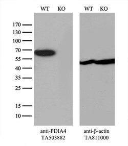 PDIA4 Monoclonal Antibody (OTI2C11), TrueMAB , OriGene 100 &mu;L; Unconjugated:Antibodies,