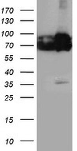 PDIA4 Monoclonal Antibody (OTI2F1), TrueMAB , OriGene 100 &mu;L; Unconjugated:Antibodies,