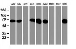 PDIA4 Monoclonal Antibody (OTI2F1), TrueMAB , OriGene 100 &mu;L; Unconjugated:Antibodies,