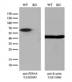 PDIA4 Monoclonal Antibody (OTI2F1), TrueMAB , OriGene 100 &mu;L; Unconjugated:Antibodies,