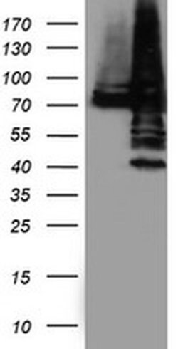 PDIA4 Monoclonal Antibody (OTI2E11), TrueMAB , OriGene 100 &mu;L; Unconjugated:Antibodies,