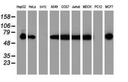 PDIA4 Monoclonal Antibody (OTI6B6), TrueMAB , OriGene 100 &mu;L; Unconjugated:Antibodies,