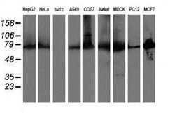 PDIA4 Mouse anti-Canine, Human, Rat, Clone: OTI2B9, liquid, TrueMAB 100