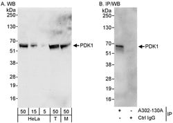 PDK1 Rabbit anti-Human, Mouse, Polyclonal, Bethyl Laboratories 100 &mu;L | Buy Online | Bethyl Laboratories, Inc | Fisher Scientific