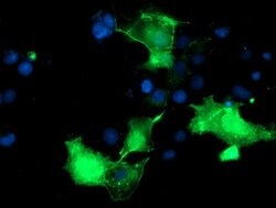 PDLIM2 Mouse anti-Canine, Human, Clone: OTI10C4, lyophilized, TrueMAB 100