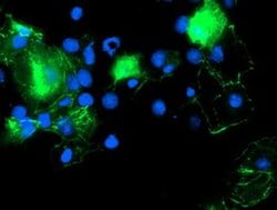 PDLIM2 Monoclonal Antibody (OTI3B5), TrueMAB , OriGene 30 &mu;L; Unconjugated:Antibodies,