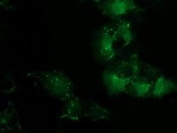 PDLIM2 Monoclonal Antibody (OTI12A5), TrueMAB , OriGene 100 &mu;L; Unconjugated:Antibodies,