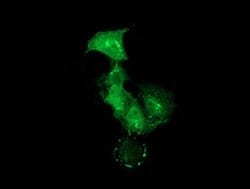 PDLIM2 Monoclonal Antibody (OTI9A11), TrueMAB , OriGene 30 &mu;L; Unconjugated:Antibodies,