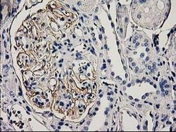 PDLIM2 Monoclonal Antibody (OTI12A5), TrueMAB , OriGene 100 &mu;L; Unconjugated:Antibodies,