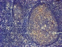 PDLIM2 Monoclonal Antibody (OTI14D9), TrueMAB , OriGene 30 &mu;L | Buy Online | Origene Technologies | Fisher Scientific