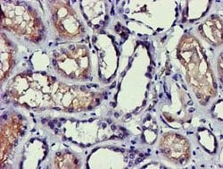 PDLIM2 Mouse anti-Human, Clone: OTI14D9, lyophilized, TrueMAB 100 &mu;g;