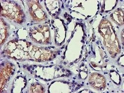 PDLIM2 Monoclonal Antibody (OTI14D9), TrueMAB , OriGene 30 &mu;L | Buy Online | Origene Technologies | Fisher Scientific