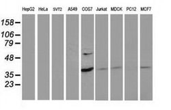 PDLIM2 Monoclonal Antibody (OTI9B6), TrueMAB , OriGene 100 &mu;L; Unconjugated:Antibodies,