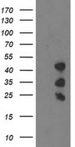 PDLIM2 Monoclonal Antibody (OTI15C1), TrueMAB , OriGene:Antibodies:Primary