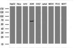 PDLIM5 Monoclonal Antibody (OTI1B5), TrueMAB , OriGene 100 &mu;L; Unconjugated:Antibodies,