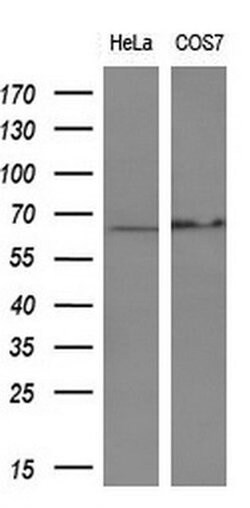 PDLIM5 Monoclonal Antibody (OTI1A11), TrueMAB , OriGene 30 &mu;L | Buy Online | Origene Technologies | Fisher Scientific