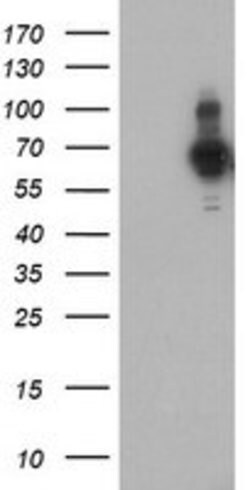 PDLIM5 Mouse anti-Human, Clone: OTI1C11, lyophilized, TrueMAB 100 &mu;g;