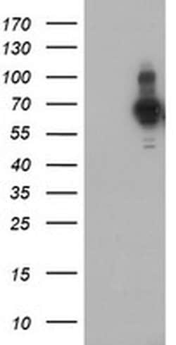PDLIM5 Monoclonal Antibody (OTI1C11), TrueMAB , OriGene:Antibodies:Primary
