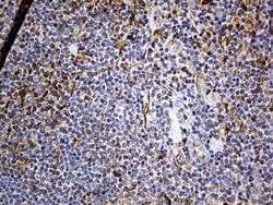 PDPN Monoclonal Antibody (OTI7B4), TrueMAB , OriGene 100 &mu;L; Unconjugated:Antibodies,