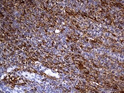 PDPN Monoclonal Antibody (OTI7B4), TrueMAB , OriGene 100 &mu;L; Unconjugated:Antibodies,