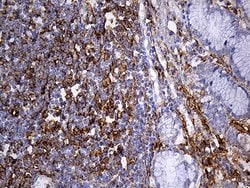 PDPN Monoclonal Antibody (OTI7B4), TrueMAB , OriGene 100 &mu;L; Unconjugated:Antibodies,