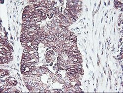 PDRG1 Monoclonal Antibody (OTI4F12), TrueMAB , OriGene 30 &mu;L | Buy Online | OriGene | Fisher Scientific