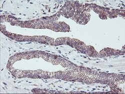 PDRG1 Monoclonal Antibody (OTI4F12), TrueMAB , OriGene 30 &mu;L | Buy Online | OriGene | Fisher Scientific