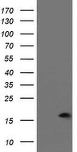 PDRG1 Monoclonal Antibody (OTI4F12), TrueMAB , OriGene 30 &mu;L | Buy Online | OriGene | Fisher Scientific