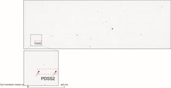 PDSS2 Mouse anti-Human, Clone: UMAB177, lyophilized, UltraMAB 100 &mu;g;