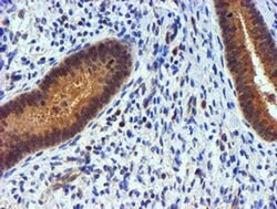 PDSS2 Monoclonal Antibody (OTI1D10), TrueMAB , OriGene 30 &mu;L; Unconjugated:Antibodies,