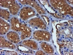 PDSS2 Monoclonal Antibody (OTI1D10), TrueMAB , OriGene 30 &mu;L; Unconjugated:Antibodies,