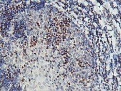 PDSS2 Monoclonal Antibody (OTI1D6), TrueMAB , OriGene:Antibodies:Primary