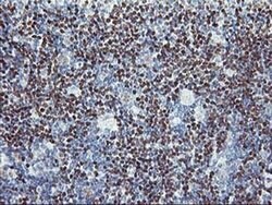 PDSS2 Monoclonal Antibody (OTI1D6), TrueMAB , OriGene 100 &mu;L; Unconjugated:Antibodies,