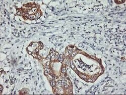 PDSS2 Mouse anti-Human, Clone: OTI1E9, lyophilized, TrueMAB 100 &mu;g;