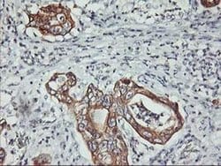 PDSS2 Monoclonal Antibody (OTI1E9), TrueMAB , OriGene:Antibodies:Primary