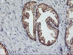 PDSS2 Monoclonal Antibody (OTI1E9), TrueMAB , OriGene 100 &mu;L; Unconjugated:Antibodies,
