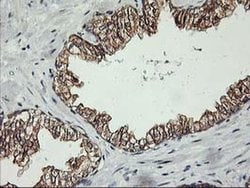 PDSS2 Monoclonal Antibody (OTI1E9), TrueMAB , OriGene:Antibodies:Primary