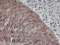 PDSS2 Monoclonal Antibody (OTI1E9), TrueMAB , OriGene 100 &mu;L; Unconjugated:Antibodies,