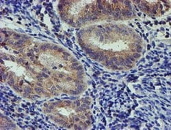 PDSS2 Monoclonal Antibody (OTI1C11), TrueMAB , OriGene:Antibodies:Primary