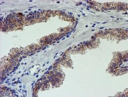 PDSS2 Monoclonal Antibody (OTI1C11), TrueMAB , OriGene 30 &mu;L; Unconjugated:Antibodies,